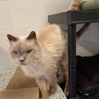 Arthur, chat à adopter