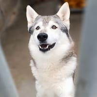 Tifo, chien à adopter
