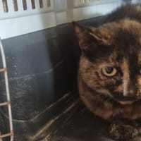 IRIS 2, chatte à adopter
