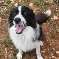 FLY, chien à adopter