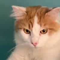 PUMBA, chat à adopter