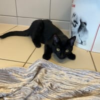 armin, chat à adopter