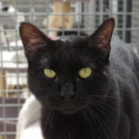 RISOTTO, chat à adopter