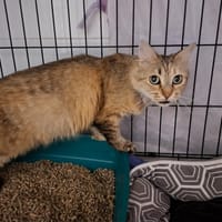 Penny, chatte à adopter