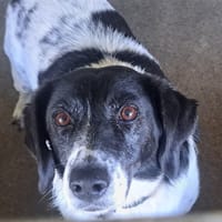 Elya, chienne à adopter