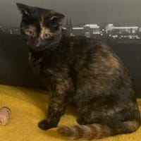 CHARLIE, chatte à adopter