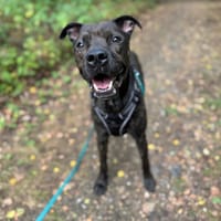 SHERIF OAA19854, chien à adopter