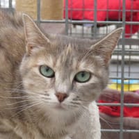 MOUMOUNE, chatte à adopter