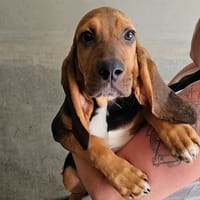arthur, chien à adopter