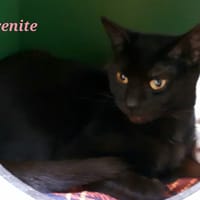 sérénité, chatte à adopter