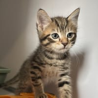 Lapyx, chat à adopter