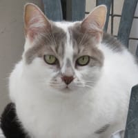 MINA, chatte à adopter