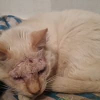 CALIN, chat à adopter