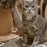 MASKASS, chat à adopter
