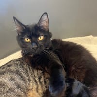 Paprika, chatte à adopter