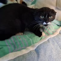 Garcimore, chat à adopter