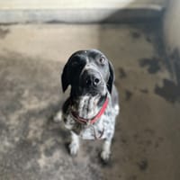BLISTER, chien à adopter