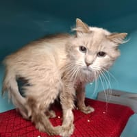 Silver, chat à adopter