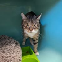 Fripouille, chat à adopter
