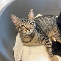 basilic, chat à adopter