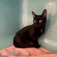 LOTUS, chat à adopter