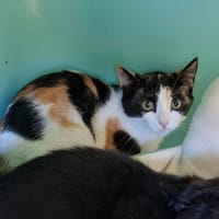 Souris, chatte à adopter