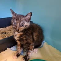 Poppins, chatte à adopter