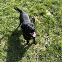 BONO, chien à adopter