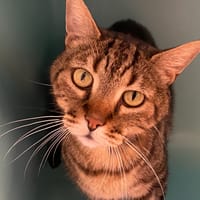 PUSSY, chat à adopter
