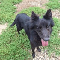 PIM'S, chienne à adopter