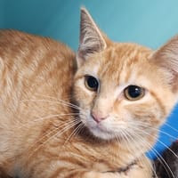 FROOT LOOPS QCT (réservé), chat à adopter