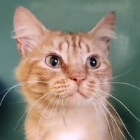 FROSTIES QCT (reserve), chat à adopter