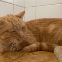 Miel, chat à adopter