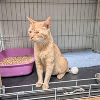 CARAMEL, chatte à adopter