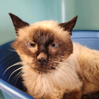 SMACKS QCT, chat à adopter