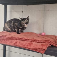 RAYGIRL, chatte à adopter