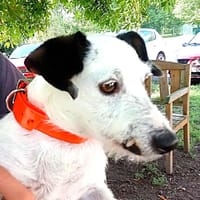 SNOOPINA, chienne à adopter
