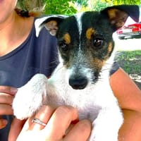 ANNETTE, chienne à adopter