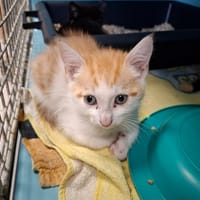 Gédéon, chat à adopter