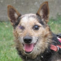 YEHO DIT BANDIT, chien à adopter