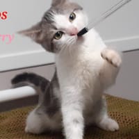 Merry, chatte à adopter