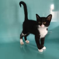 Dewey, chat à adopter