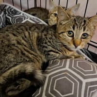 Telma, chatte à adopter
