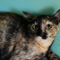 RICE KRISPIES QCT (réservée), chatte à adopter