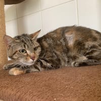 Peche, chatte à adopter