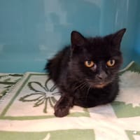 Clochette, chatte à adopter