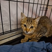 Louise, chatte à adopter