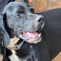 PHOENIX, chien à adopter