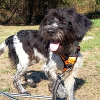 Philaé, chienne à adopter