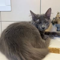 menthe, chatte à adopter